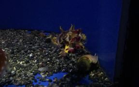 Aquarium Life 3 - Animals - VIDEOTIME.COM