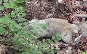 Squirrel vs. Big Snake Battle! - Animals - VIDEOTIME.COM