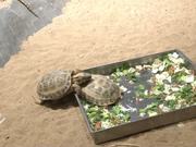 Turtles Mating