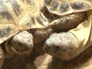 Turtles Mating