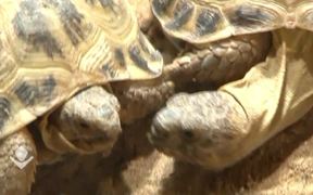 Turtles Mating - Animals - VIDEOTIME.COM