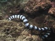 Sea Snake vs Moray Eel