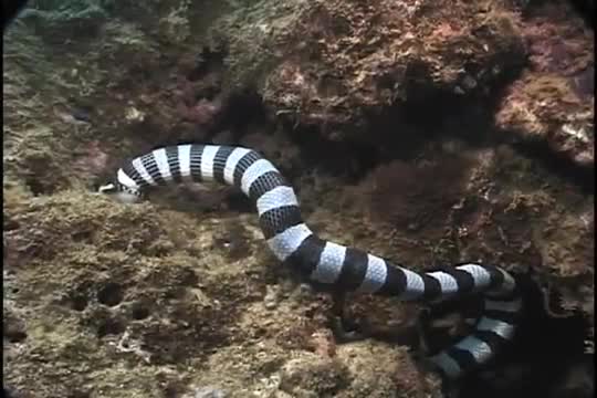 Sea Snake vs Moray Eel
