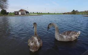 Lake Birds
