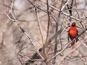 Cardinal's Song 1