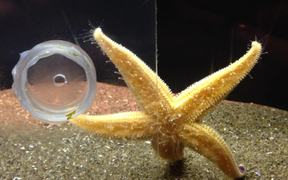 Aquarium Life 6 - Animals - VIDEOTIME.COM
