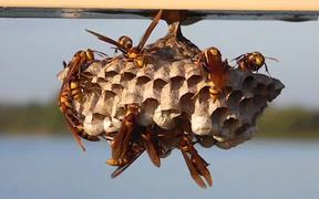 Large, Colorful Paper Wasps (Polistes major) - Animals - VIDEOTIME.COM