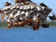 Large, Colorful Paper Wasps (Polistes major)