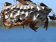 Large, Colorful Paper Wasps (Polistes major)
