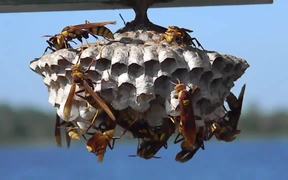 Large, Colorful Paper Wasps (Polistes major) - Animals - VIDEOTIME.COM
