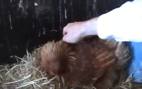 Broody Hen Warming Kittens - Animals - VIDEOTIME.COM