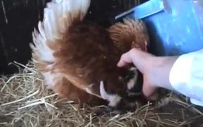 Broody Hen Warming Kittens - Animals - VIDEOTIME.COM