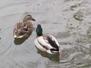 Three Little Ducks Went Swimming