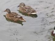 Three Little Ducks Went Swimming