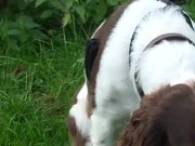 Dog Watch - Raw Footage - Lindsay Jelley