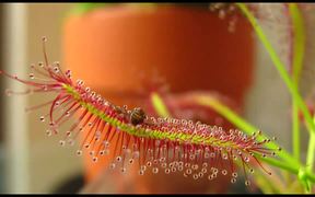 Carnivorous Plant vs Fruit Fly - Fun - VIDEOTIME.COM