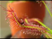 Carnivorous Plant vs Fruit Fly