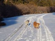 Dogs and the Snow