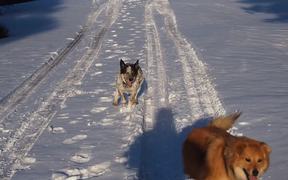 Dogs and the Snow - Animals - VIDEOTIME.COM