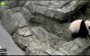 Smithsonian's National Zoo: Panda - Animals - VIDEOTIME.COM