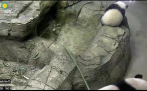 Smithsonian's National Zoo: Panda - Animals - VIDEOTIME.COM