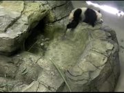 Smithsonian's National Zoo: Panda