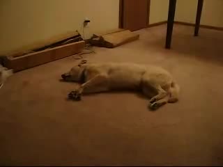 Bizkit The Sleep Walking Dog