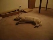 Bizkit The Sleep Walking Dog