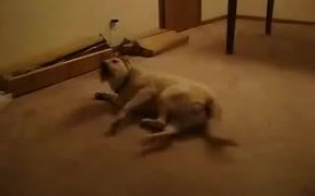 Bizkit The Sleep Walking Dog - Animals - VIDEOTIME.COM