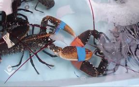 Crab Boxing - Animals - VIDEOTIME.COM