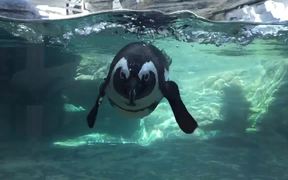 Aquarium Life 5 - Animals - VIDEOTIME.COM