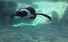 Aquarium Life 5 - Animals - VIDEOTIME.COM