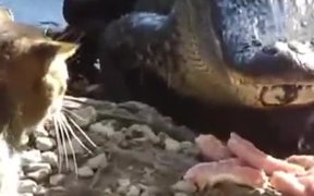 Cat vs. Alligator - Animals - Videotime.com