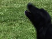 Dogs Singing Happy Birthday - Animals - Y8.COM