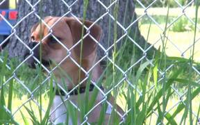 Dogs Singing Happy Birthday - Animals - VIDEOTIME.COM