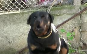 Dogs Singing Happy Birthday - Animals - VIDEOTIME.COM