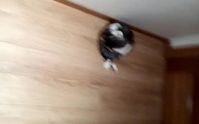 Funny Cat Part 1 - Animals - VIDEOTIME.COM