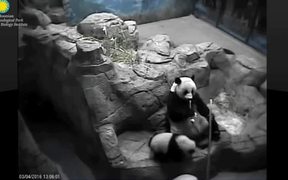 Smithsonian's National Zoo: Panda-Mum&Panda-Kid