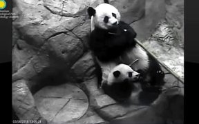 Smithsonian's National Zoo: Panda-Mum&Panda-Kid - Animals - VIDEOTIME.COM