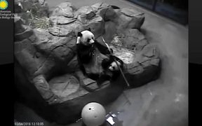 Smithsonian's National Zoo: Panda-Mum&Panda-Kid - Animals - VIDEOTIME.COM
