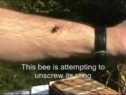 How a Bee Can Remove its Sting from Human Flesh