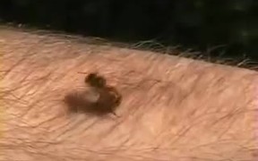 How a Bee Can Remove its Sting from Human Flesh - Animals - VIDEOTIME.COM