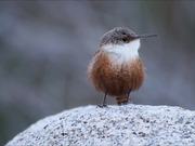 Cute Little Bird