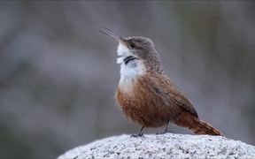 Cute Little Bird - Animals - VIDEOTIME.COM