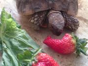 Slow Food - Crusher vs giant strawberry