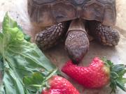 Slow Food - Crusher vs giant strawberry