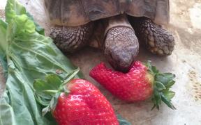 Slow Food - Crusher vs giant strawberry - Animals - VIDEOTIME.COM