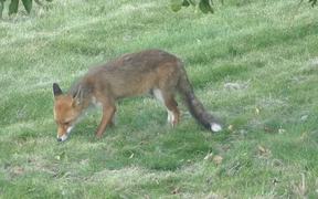 Fox Enjoys Plums