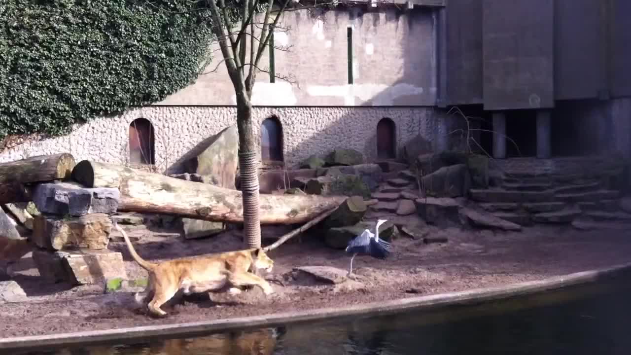 Lion Catches and Eats a Bird in a Zoo