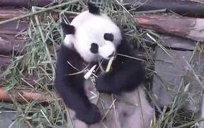 Panda Eating - Animals - VIDEOTIME.COM